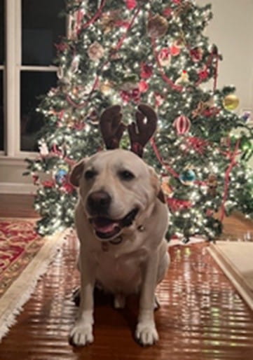 Christmas picture dog