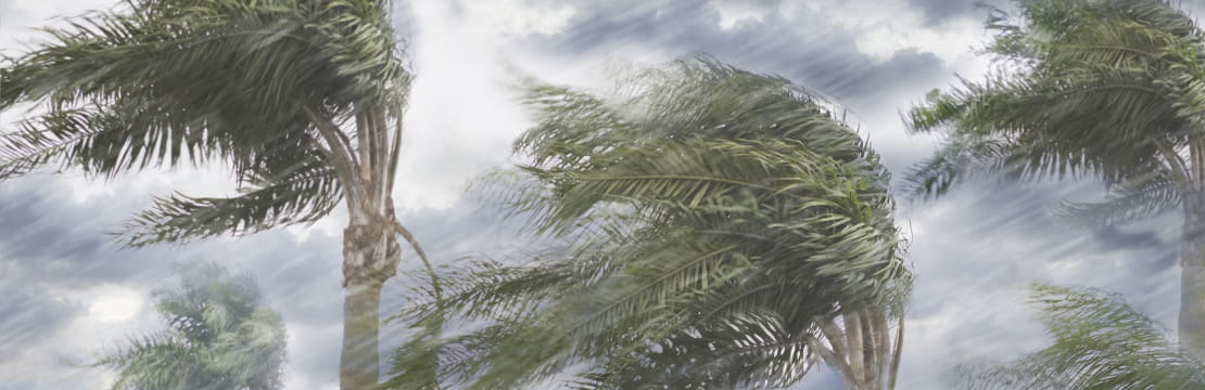 Palm trees blow in the wind of an intense storm. 